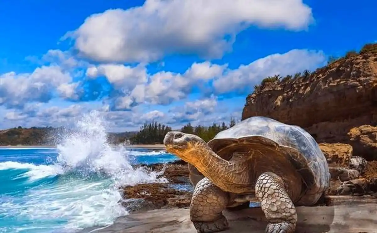 The Ultimate Travelers Guide to the Galapagos Islands